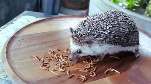The Complete Guide to Feeding Mealworms to Your Pets