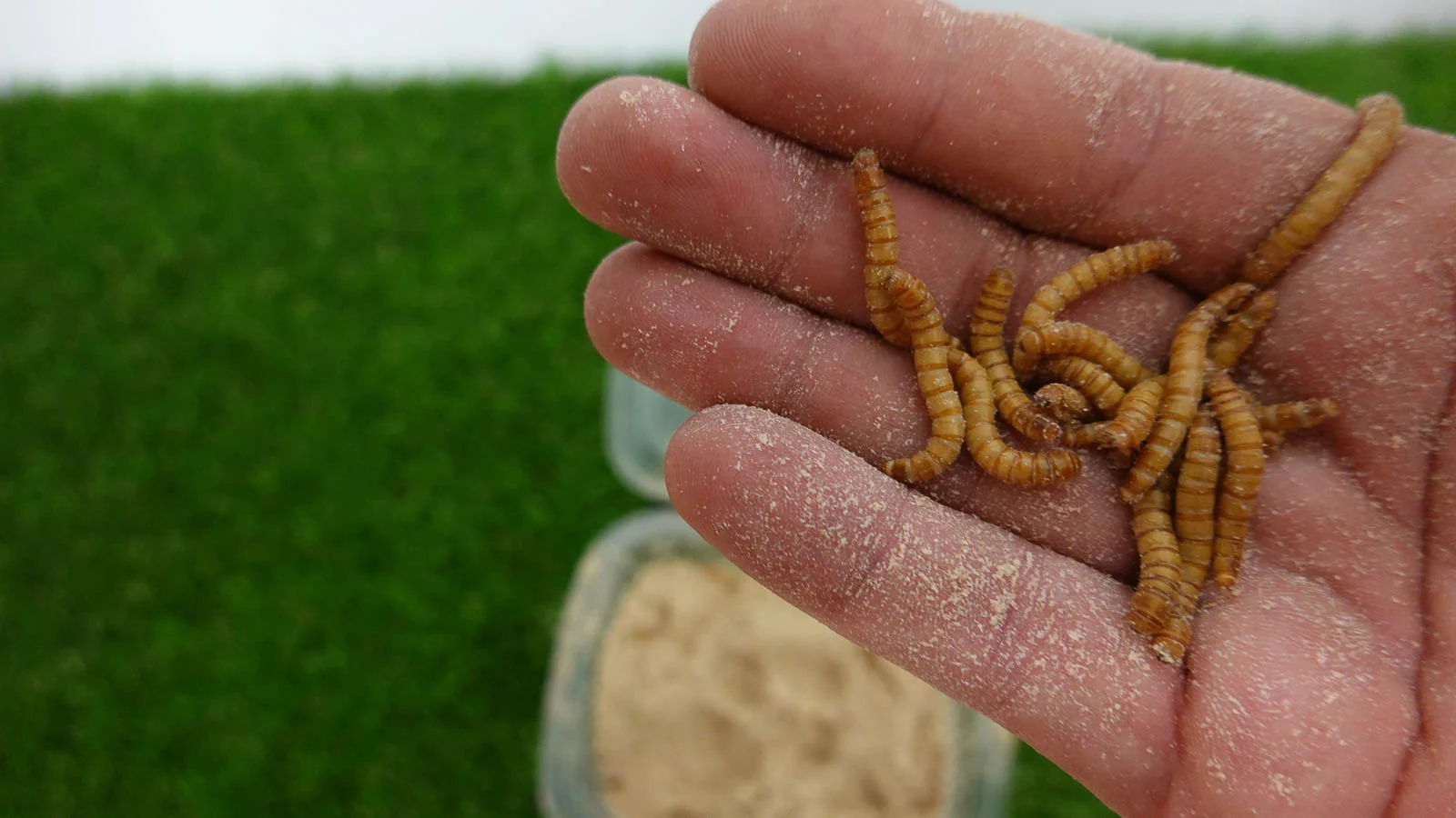 Environmentally friendly mealworm farming