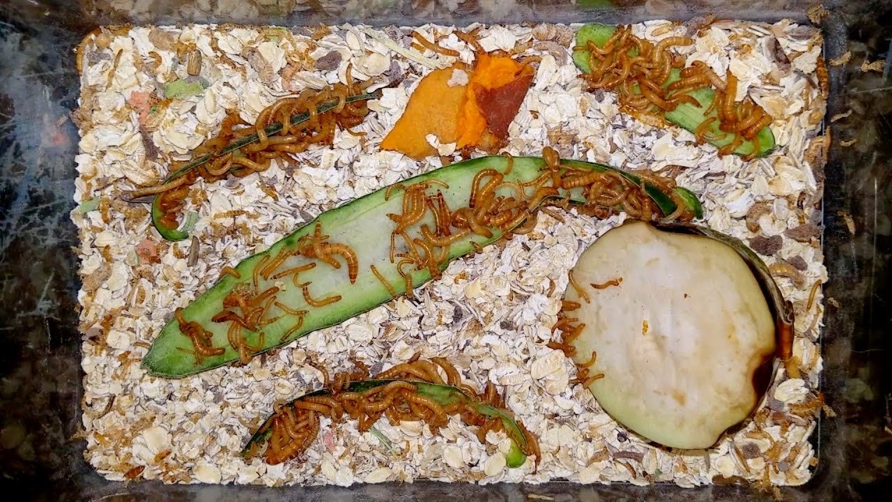 Household waste recycling with mealworms