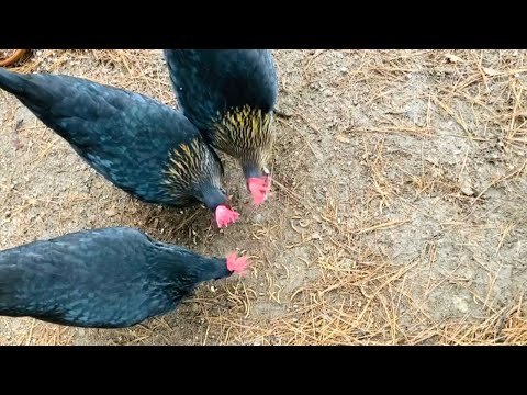 Chickens eating mealworms