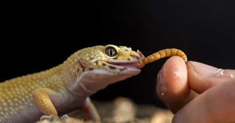 Reptile eating mealworms