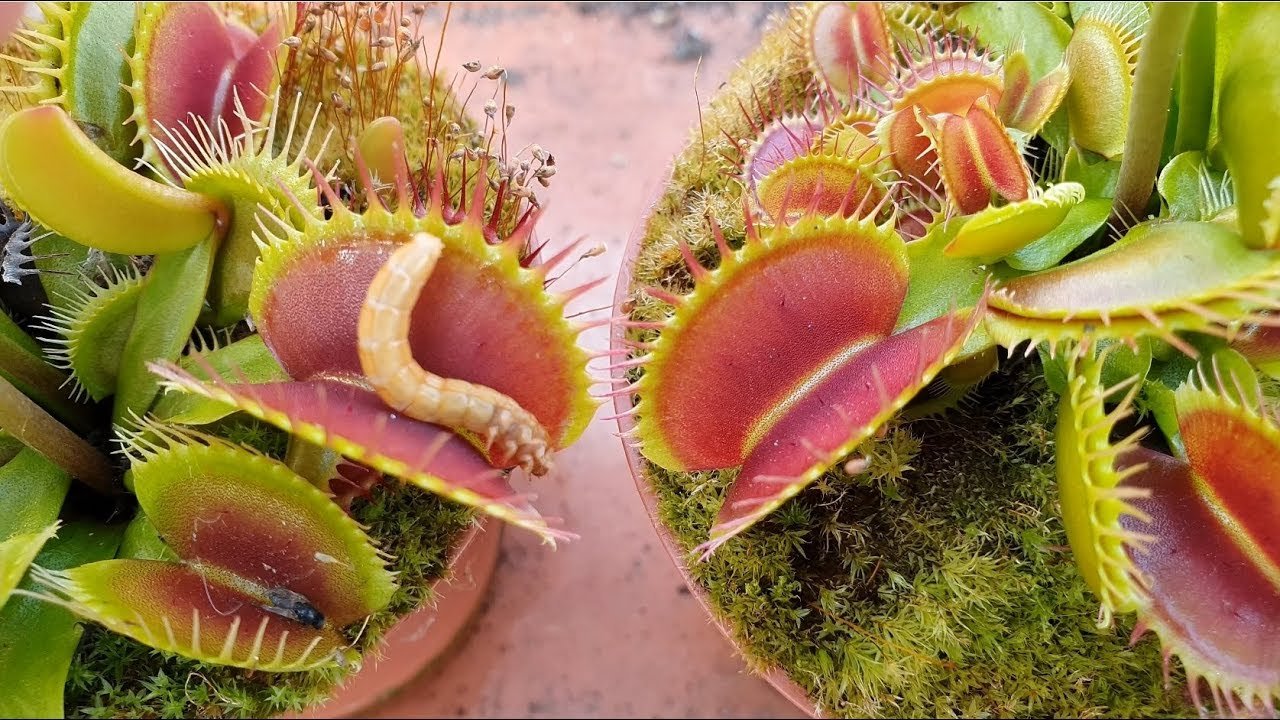 Venus flytrap carnivorous plant