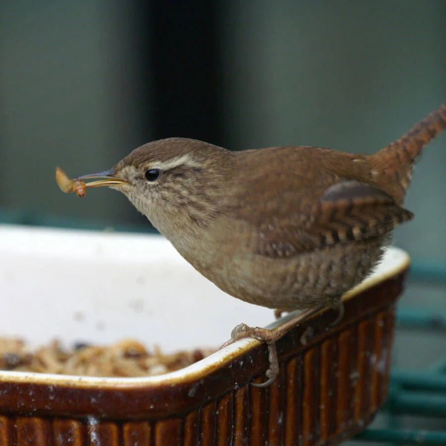 Wild birds eating mealworms