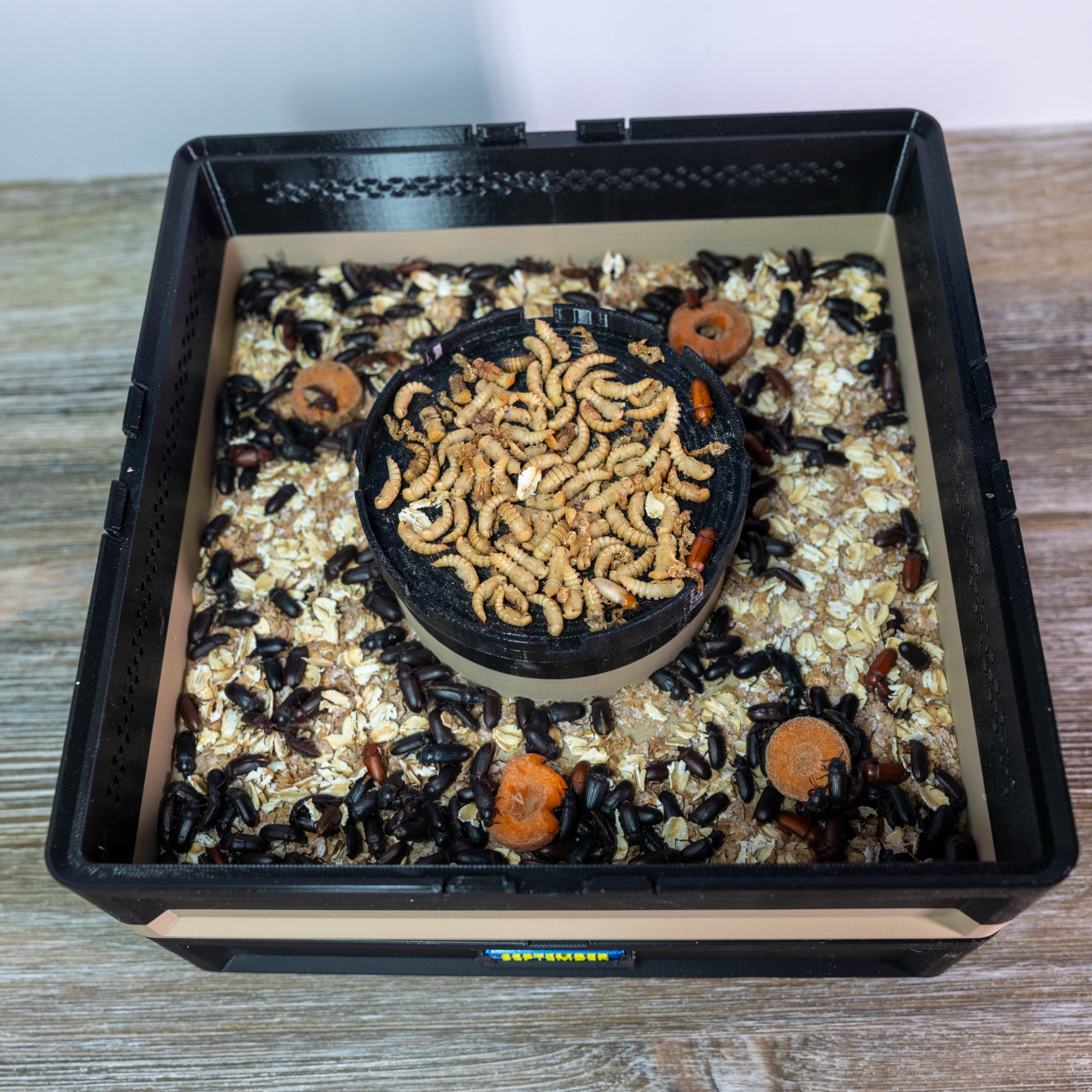 Mealworm Breeding Pupa Tray