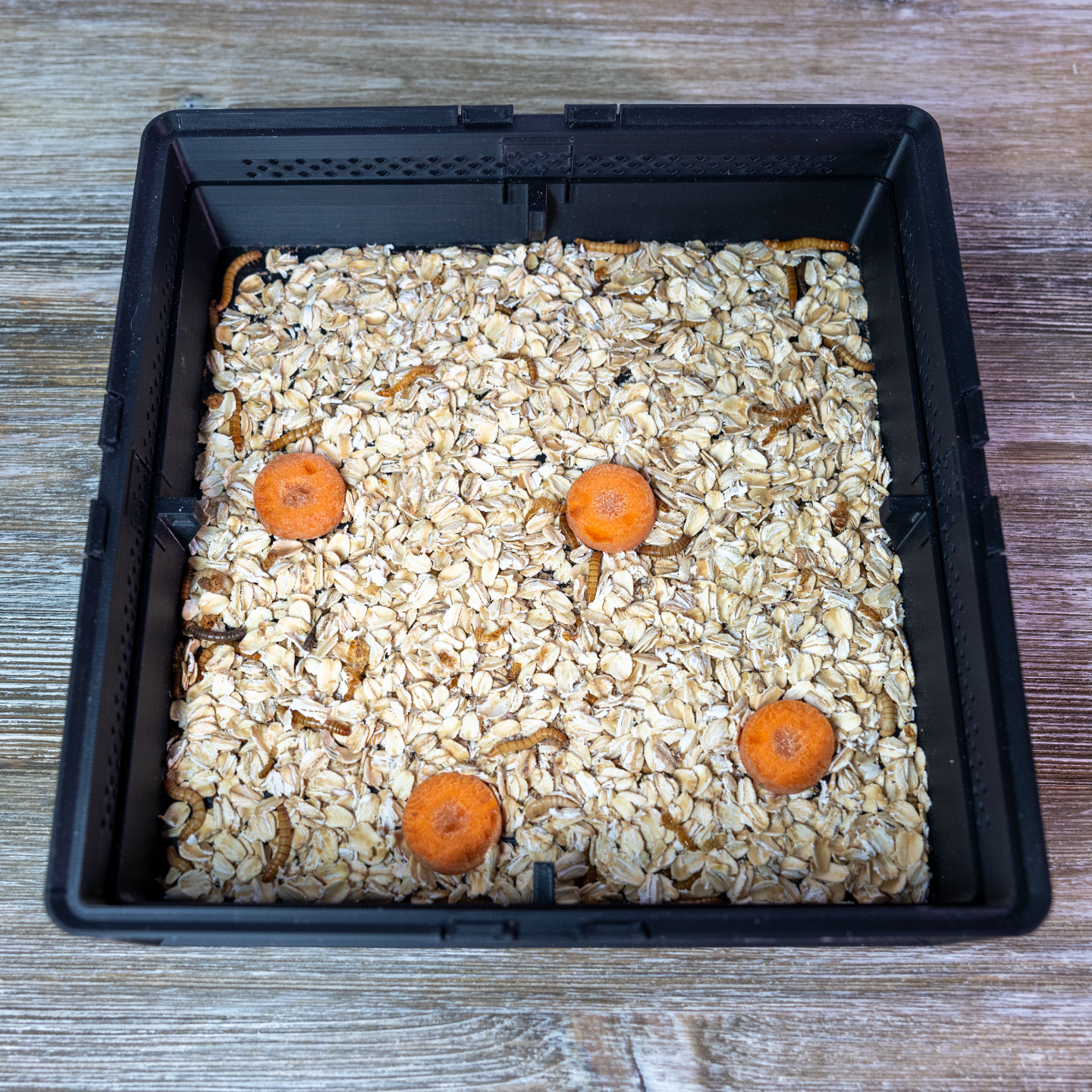Mealworm Breeding Stackable Tray