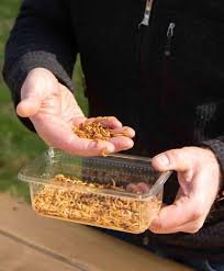 Live Mealworms - 100g